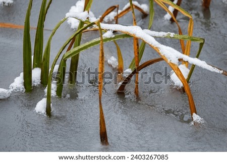 Long yellow and green grass growing on an icy lake curved into water and frozen in it, abstract winter scenery background