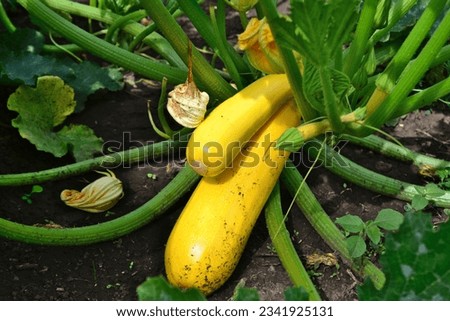 long yellow zucchini on the gound in the garden isolated close up 