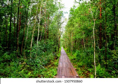 A long yet narrow pathway or road made out of wooden planks leading to a destination through a lush pristine forest or moor full of trees, shrubs, plants, and other flors seen on a cloudy rainy day - Powered by Shutterstock