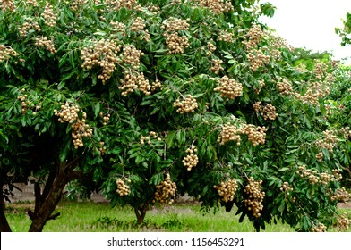 longan bunch on tht longan tree. - Shutterstock ID 1156453291