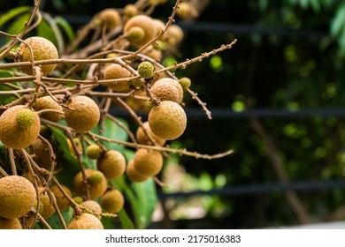 10,076 Longan seed Images, Stock Photos & Vectors | Shutterstock