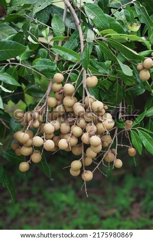 Longan E-Daw is a medium-sized fruit with small brown granules, sweet taste.