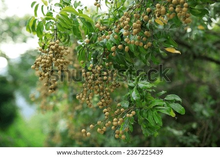 Longan fruit in growth on tree in summer