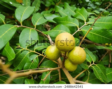 longan fruit on a tree with creative leaf layout