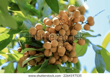Longan fruit on the tree. Longan fruit (Dimocarpus longan) is a fruit the size of a marble and much liked. The fruit is chewy and consumed. Longan trees are often found in Southeast Asia.