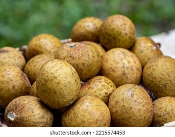 Longan Fruit Or Longan Fruit Tastes Sweet And Has Thick Skin