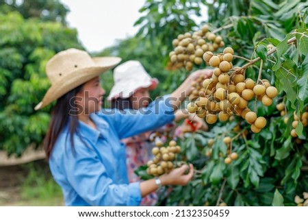 Longan, longan orchard, Thai fruit, farmers are collecting produce to sell at the market in the village organic concept.