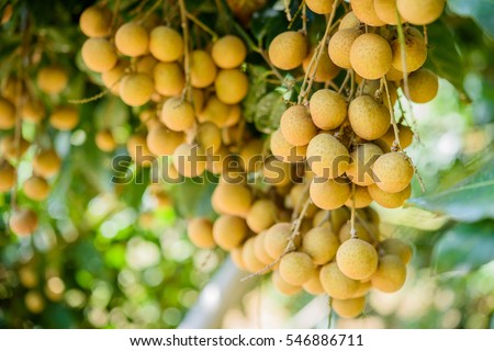 Longan orchards - Tropical fruits beautiful longan in Lamphun, Thailand