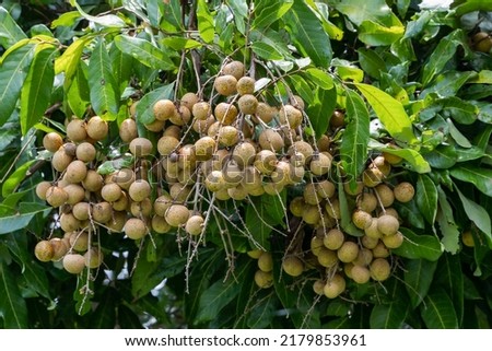 Longan orchards, Tropical fruits longan in Thailand. Tropical fruits longan on the tree