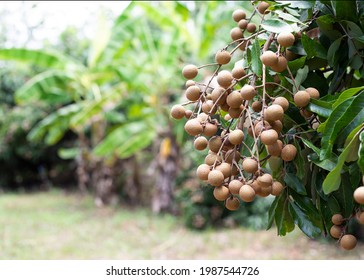 Longan Production In Organic Farm In Thailand.