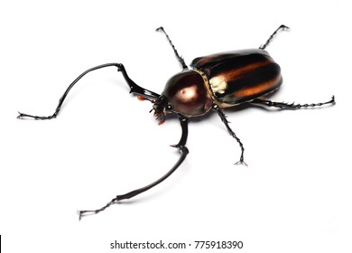 Euchirus Images, Stock Photos & Vectors | Shutterstock