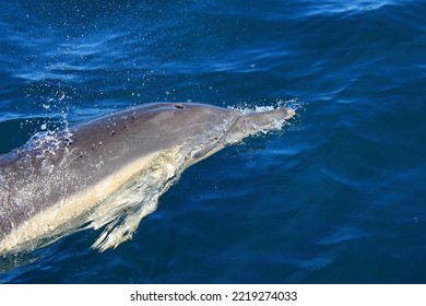 Long-beaked Common Dolphin, Delphinus Capensis, False Bay, South Africa; Blowhole And Rake Marks Can Be Observed Clearly