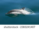 A long-beaked common dolphin swims in glassy water in Monterey, CA.