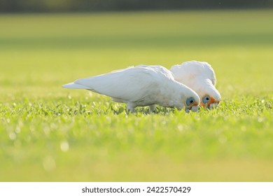 Long-billed corella (Cacatua tenuirostris) white parrot, medium-sized bird, animal sits on the grass in the park and nibbles the grass.