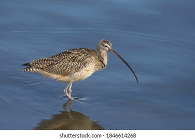 Long-billed Curlew (numenius americanus) wading in shallow water