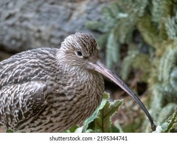 Long-billed Curlew Shorebird Of The Family Scolopacidae.