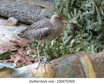 Long-billed Curlew Shorebird Of The Family Scolopacidae.