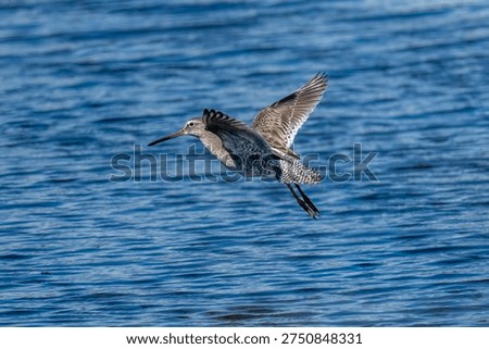 Long-billed Dowitcher Flying Low Over Coastal Water Habitat