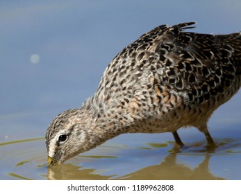 Long-billed Dowitcher At Gilbert Water Ranch, Gilbert, AZ