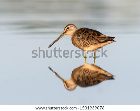 Long-billed Dowitcher with Reflection Foraging on the Pond