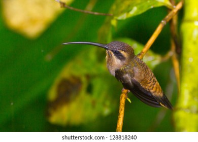 50,874 Bird Long Bill Images, Stock Photos & Vectors | Shutterstock