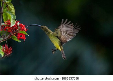 Long-billed Spiderhunter hovering while taking nectar from flower