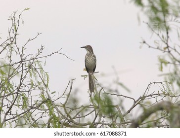 Long-billed Thrasher