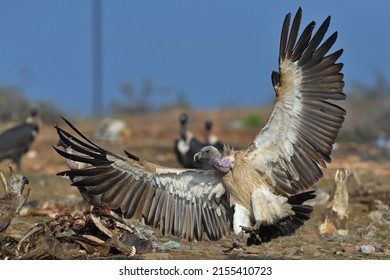 Long-billed Vulture a residant vulture of Indian sub continent