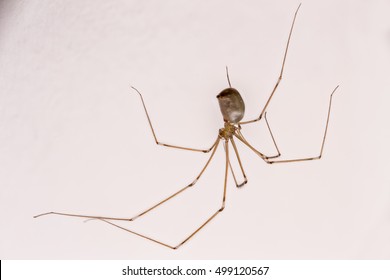 Longbodied Cellar Spider 