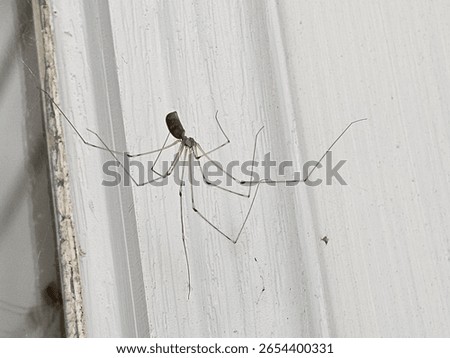 Longbodied Cellar Spider, also commonly known as a Daddy Long-Legs Spider (scientific name: Pholcus phalangioides