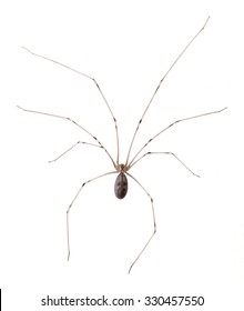 Longbodied Cellar Spider Pholcus Phalangioides Isolated Stock Photo ...