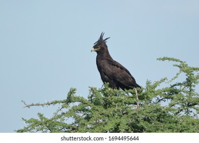 The Long-crested Eagle Is An African Bird Of Prey. Like All Eagles, It Is In The Family Accipitridae. It Is Currently Placed In A Monotypic Genus Lophaetus.