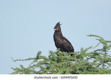 The Long-crested Eagle Is An African Bird Of Prey. Like All Eagles, It Is In The Family Accipitridae. It Is Currently Placed In A Monotypic Genus Lophaetus.