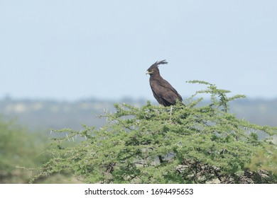 The Long-crested Eagle Is An African Bird Of Prey. Like All Eagles, It Is In The Family Accipitridae. It Is Currently Placed In A Monotypic Genus Lophaetus.