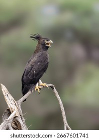 Long-Crested Eagle Calling from Perch in Kenyan Savannah