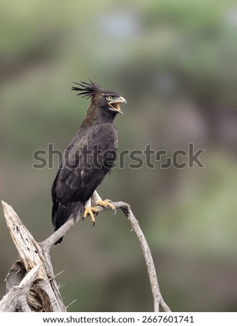 Long-Crested Eagle Calling from Perch in Kenyan Savannah