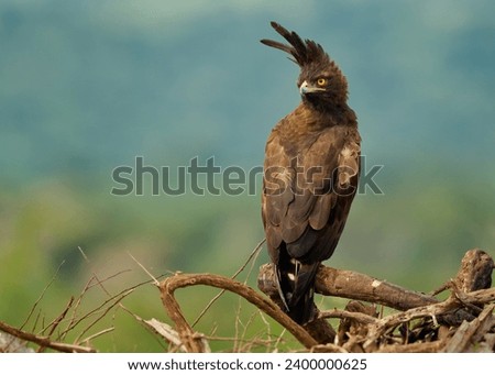 Long-crested eagle - Lophaetus occipitalis African bird of prey in family Accipitridae, dark brown bird with long shaggy crest sitting on the branch, forest edges and moist woodland in Uganda Africa.
