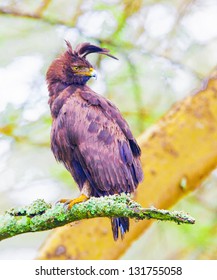 Long-crested Eagle, Lophaetus occipitalis.Republic of Kenya.