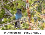 Long-crested jay sitting in a pine tree, Rocky Mountain National Park, Colorado, USA