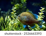 Longear Sunfish, Lepomis megalotis in a simulated natural setting from an East Texas lake