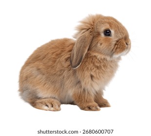 Long-Eared Brown Rabbit Side View Isolated on White