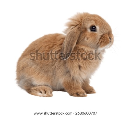 Long-Eared Brown Rabbit Side View Isolated on White