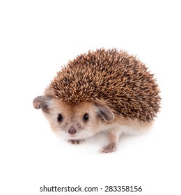 Long-eared hedgehog on white - Shutterstock ID 283358156