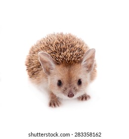 Long-eared hedgehog on white - Shutterstock ID 283358162