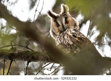 Long-eared Owl (Asio Otus)