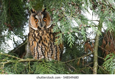 Long-eared Owl (Asio Otus)