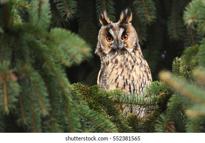 Long-eared Owl (Asio Otus)