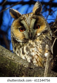 Long-eared Owl (Asio Otus)