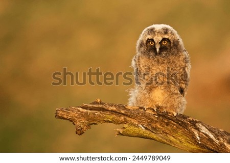 Long-eared owl Asio otus bird young northern long-eared owl feather sitting on branch dusty fluff wild nature lesser horned cat, beautiful animal, bird watching ornithology, fauna wildlife Europe