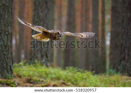 Long-eared Owl (Asio otus) flayng between trees in forest